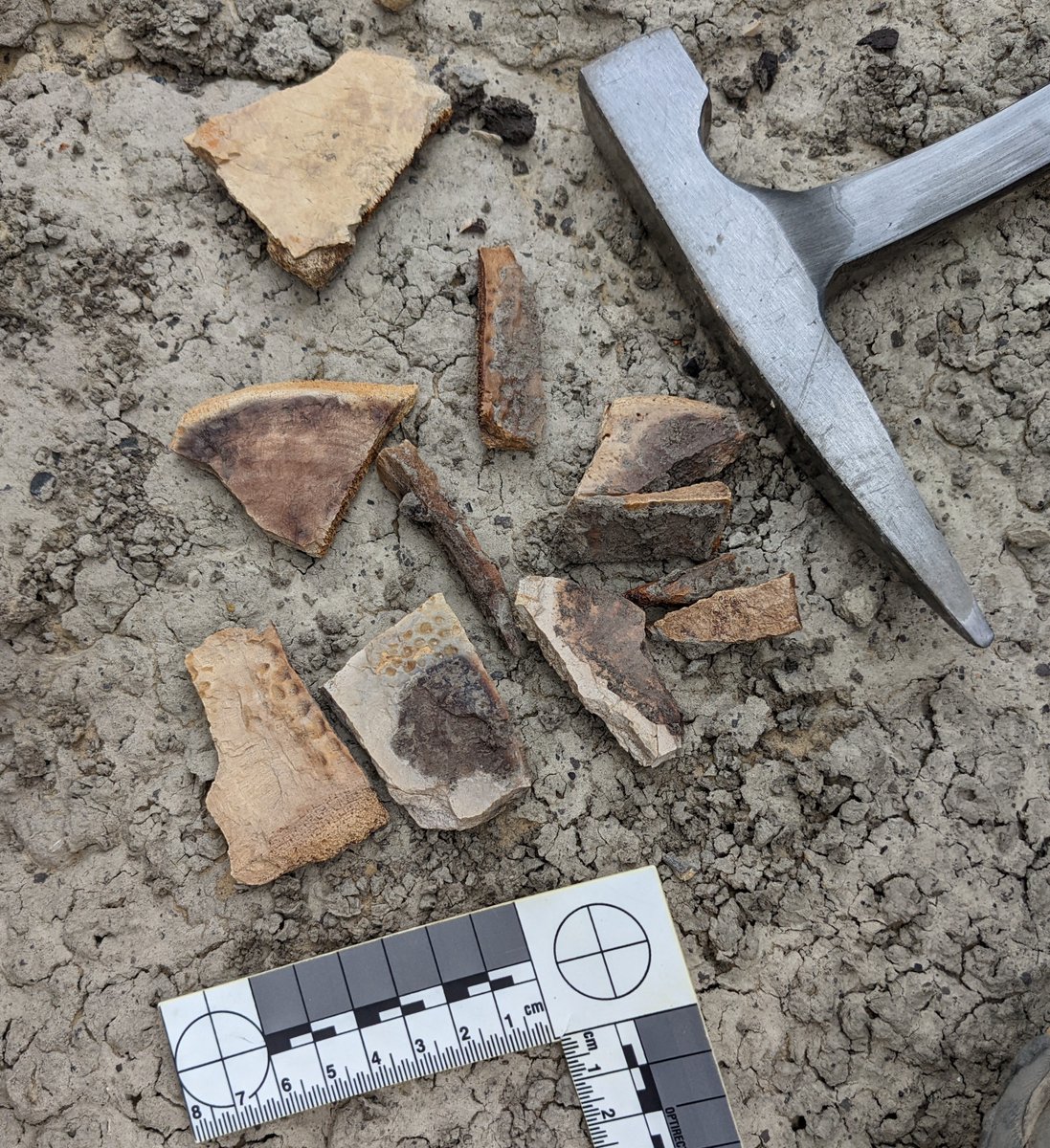 heatherfsmith's tweet photo. Happy #TurtleTuesday from the Menefee Formation where we are finding some new Campanian trionychid (soft-shelled turtle) specimens with gorgeous surface sculpturing. https://t.co/IT8NCS37TT