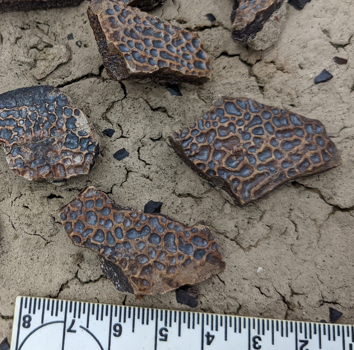 heatherfsmith's tweet photo. Happy #TurtleTuesday from the Menefee Formation where we are finding some new Campanian trionychid (soft-shelled turtle) specimens with gorgeous surface sculpturing. https://t.co/IT8NCS37TT