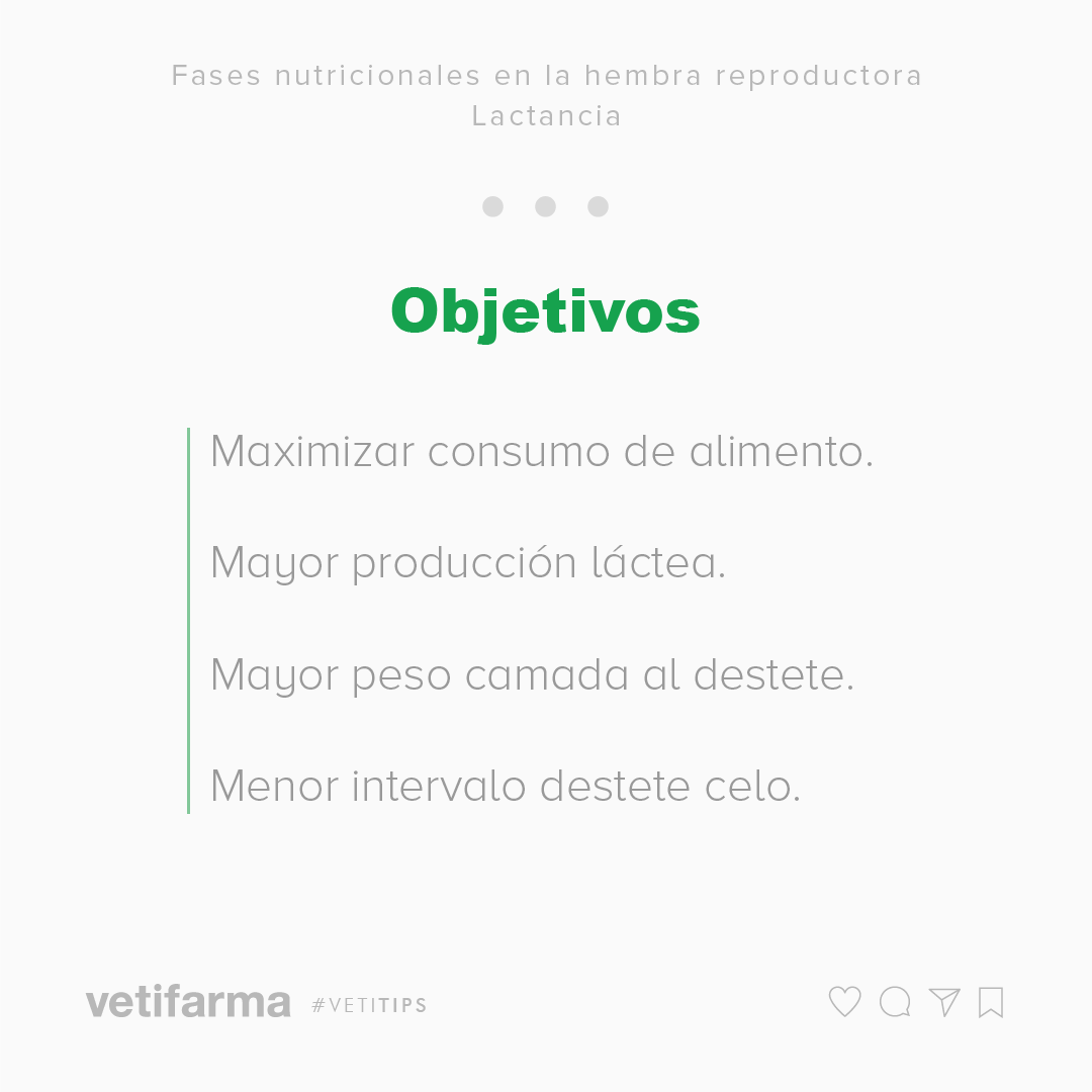 vetifarma's tweet photo. #VetiTips – Fases nutricionales en la hembra reproductora⁣
⁣
El adecuado tratamiento de las cerdas durante el proceso de lactancia se debe formular en base a crecimiento diario de la camada y del consumo.⁣
⁣
Les compartimos una serie de tips para que tengan en cuenta. https://t.co/lHirGxWVi1