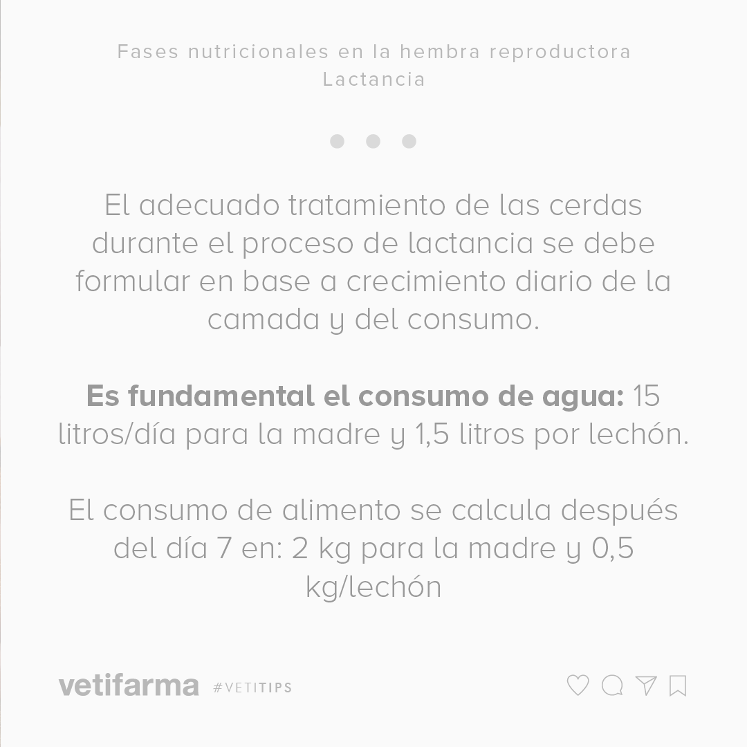 vetifarma's tweet photo. #VetiTips – Fases nutricionales en la hembra reproductora⁣
⁣
El adecuado tratamiento de las cerdas durante el proceso de lactancia se debe formular en base a crecimiento diario de la camada y del consumo.⁣
⁣
Les compartimos una serie de tips para que tengan en cuenta. https://t.co/lHirGxWVi1