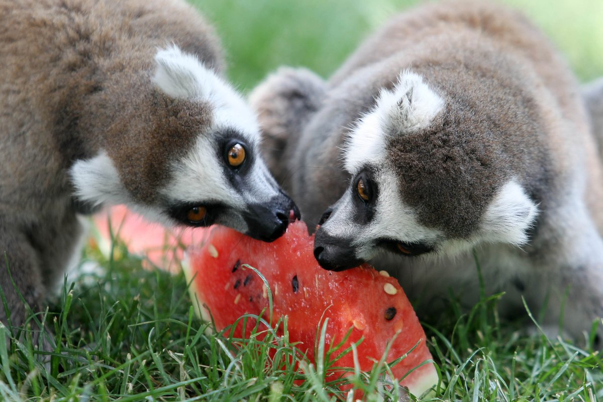 Who can resist watermelon this summer?🍉🍉🍉