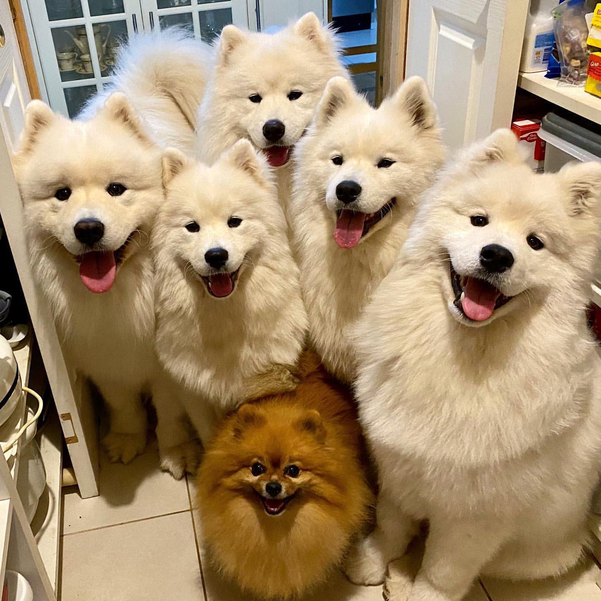 ポメラニアンの魅力 ですか そうですね まず1つ挙げるとすれば 大型犬と完全に同じスタンスでそこにいる強さ でしょうか Togetter