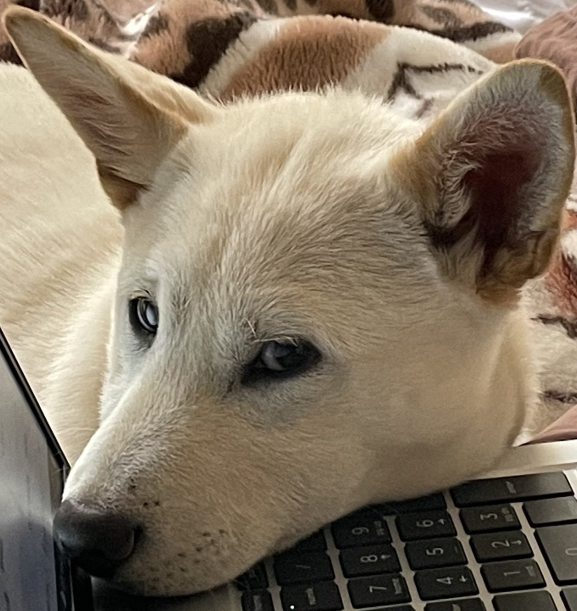 GADTheRose's tweet photo. Wait what ๐ฅฉ #NFT @bitgertbrise $BRISE network Sign Me ๐ @OpenVaultLab 4 I #HODL 4 Future AA/3ninjas/AMC & My own projects My White #ShibaInu #ZENFT #NFT #ZenFuyu #ZenNFT https://t.co/Pri0hhVdu0