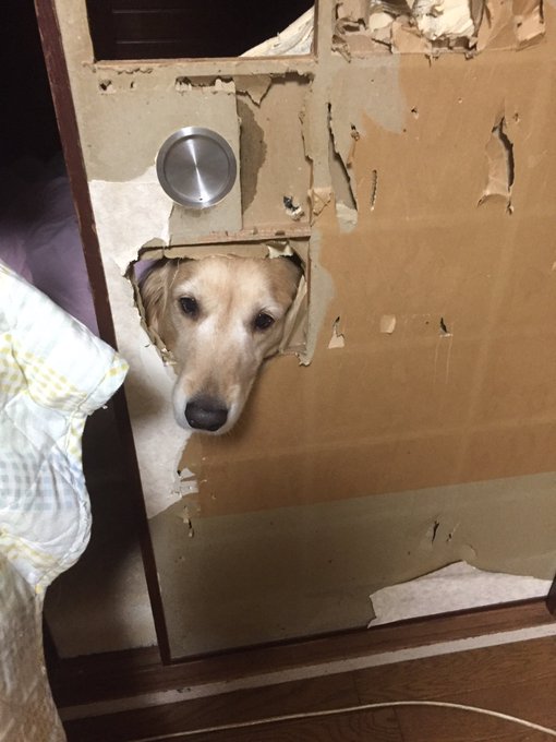 大型犬を飼う 家がこういう状態になることも覚悟しなければなりません 恐るべき破壊力とあいらしさに共感の声集まる ねとらぼ