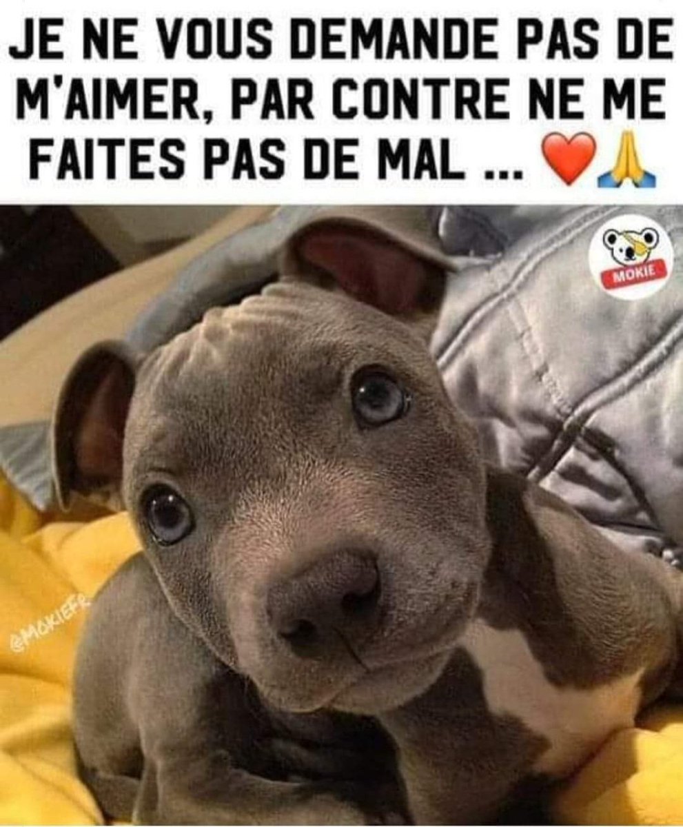 animaux_planete's tweet photo. Je ne vous demande pas de m'aimer , par contre ne me faites pas du mal ❤🙏 https://t.co/yPMg5y4krZ