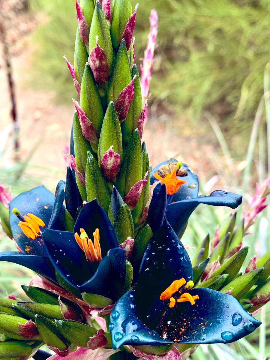 Sapphire Tower. Nature’s gift of splendor.