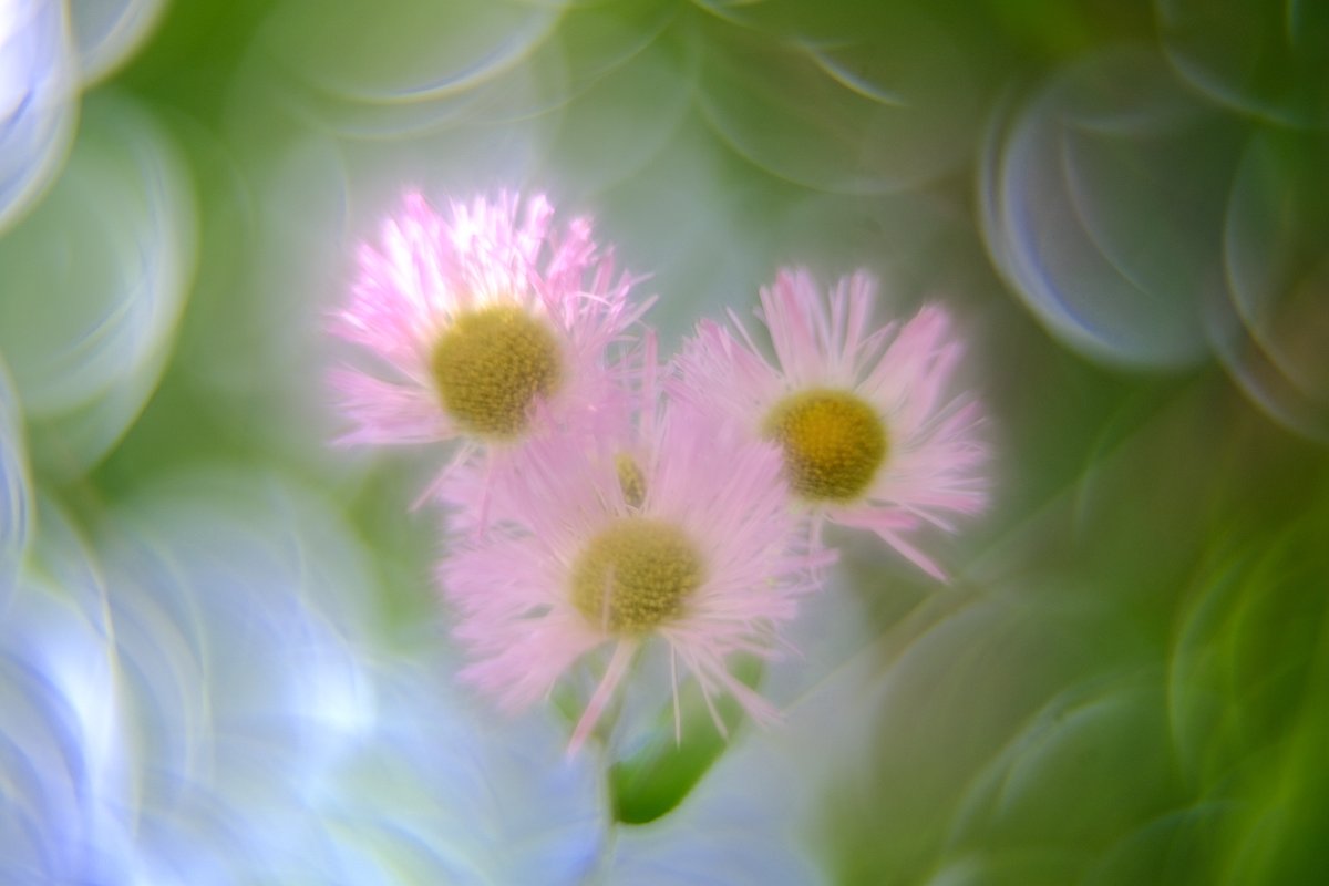 ValeLawson's tweet photo. Fujifilm X-E4
ZENIT MC ZENITAR-M2 50mm f2 魔法ボケ改
#XE4
#fujifilmx
#photography
#玉ボケ
#magicbokeh https://t.co/H33a57Co2D