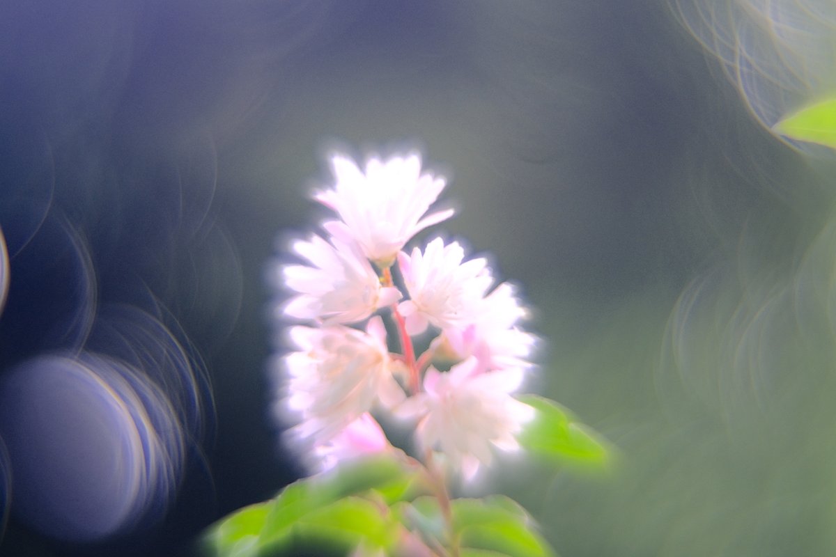 ValeLawson's tweet photo. Fujifilm X-E4
ZENIT MC ZENITAR-M2 50mm f2 魔法ボケ改
#XE4
#fujifilmx
#photography
#玉ボケ
#magicbokeh https://t.co/FVURSqsWKb