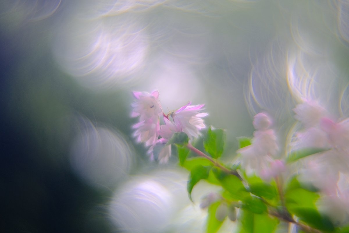 ValeLawson's tweet photo. Fujifilm X-E4
ZENIT MC ZENITAR-M2 50mm f2 魔法ボケ改
#XE4
#fujifilmx
#photography
#玉ボケ
#magicbokeh https://t.co/FVURSqsWKb
