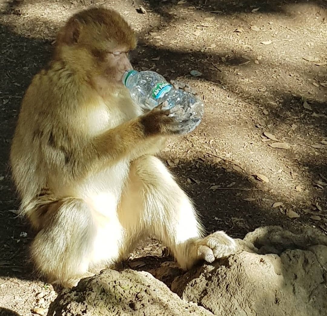 Mimi__fa's tweet photo. Hey twitter, share your #MonkeyPics
Make pics, not pox 🥲 https://t.co/Sb8BkhsJhR
