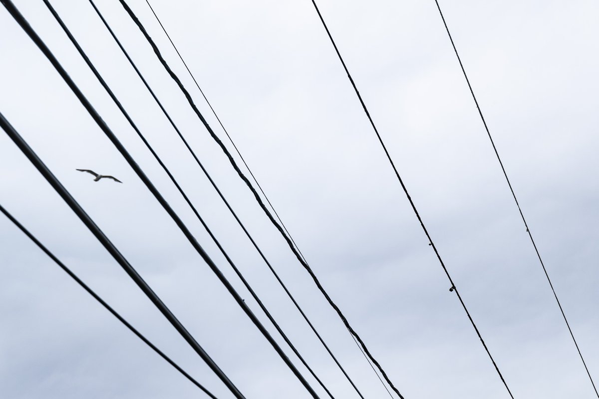 HalGregersen's tweet image. 1/2 &quot;The notion of the infinite variety of detail and the multiplicity of forms is a pleasing one; in complexity are the fringes of beauty, and in variety are generosity and exuberance.&quot; Annie Dillard  #hoperise #complexity #composeandwait #TuesdayThoughts