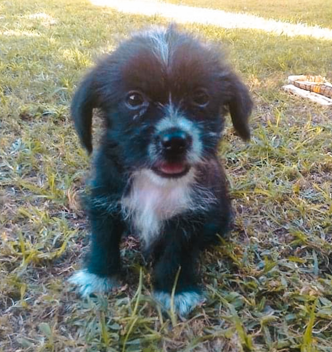LGRealtyGroup's tweet photo. Happy 12th Birthday Milo🎈
Fur-ever young.
#happybirthdaymilo #pawty #pawtyanimal #seniordogs #dogsofmiami #miamidog https://t.co/MAsNj5nlbd