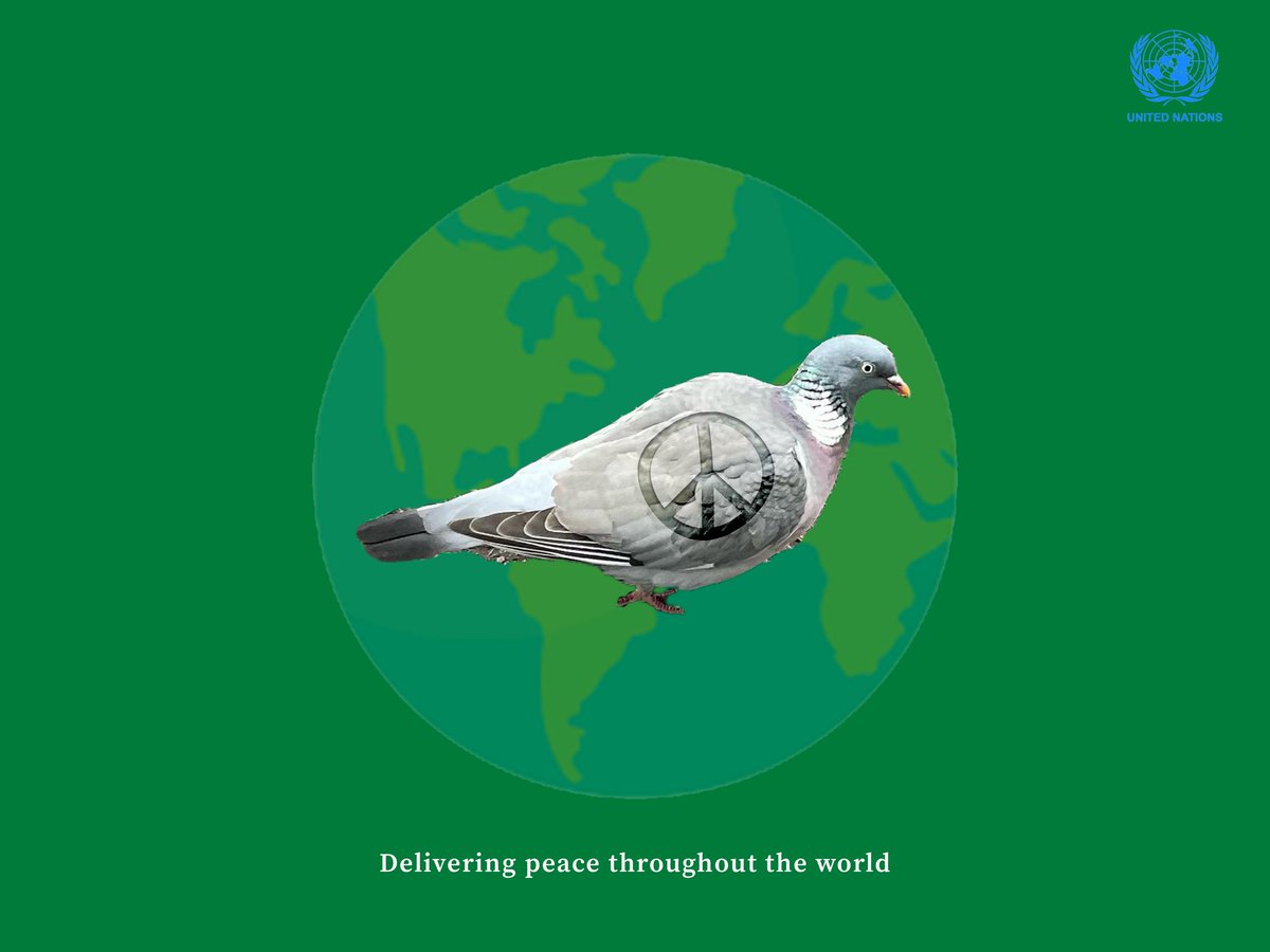 BothraAkshaj's tweet photo. Here's my today's entry for @OneMinuteBriefs 
#Pigeon 
@UN https://t.co/0Gvgtkyvhc