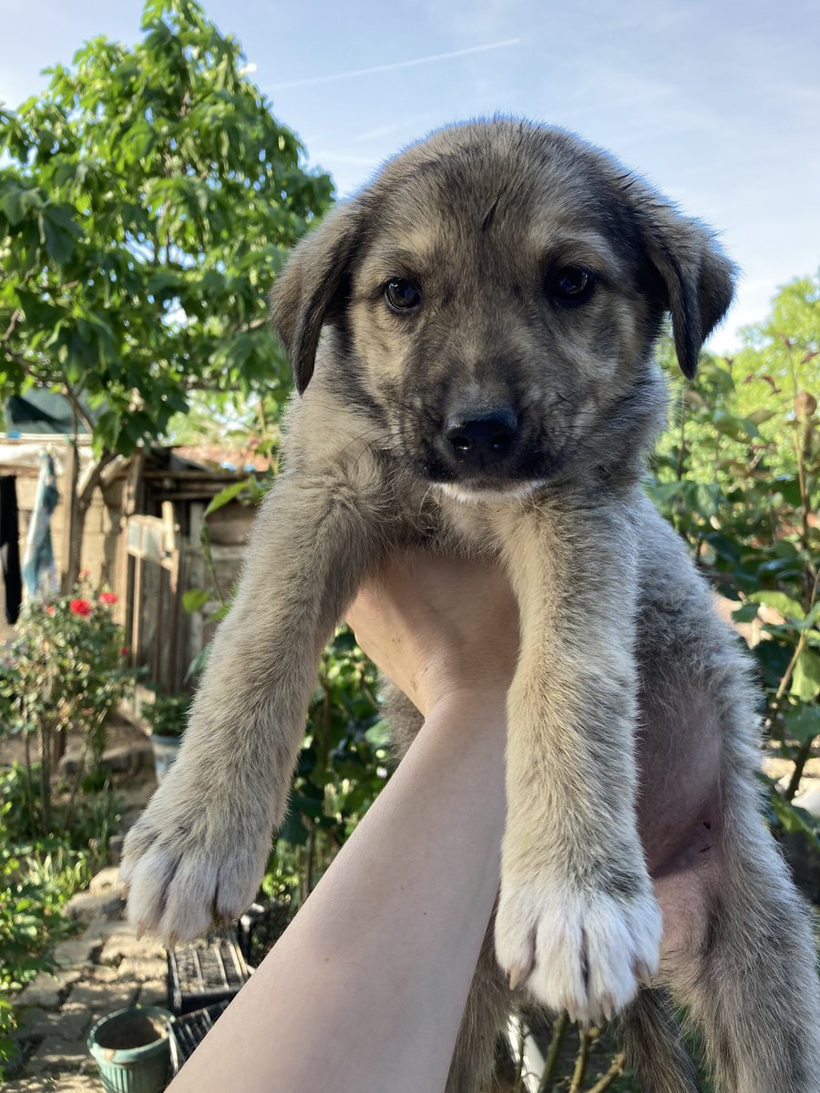 bsraule's tweet photo. 🆘YUVA🆘 Evdeki köpeklerim rahat vermediği için yuva arıyorum. 1 aydır geçici olarak komşudaydı ama o da artık istemiyor. Tahmini 3-4 aylık, dişi, kedilerle köpeklerle arası çok güzel. Muhtemelen orta ırk olacak. Ona evini ya da bahçesini açmak isteyen birileri çıkar mı? https://t.co/FRMRtcenFQ