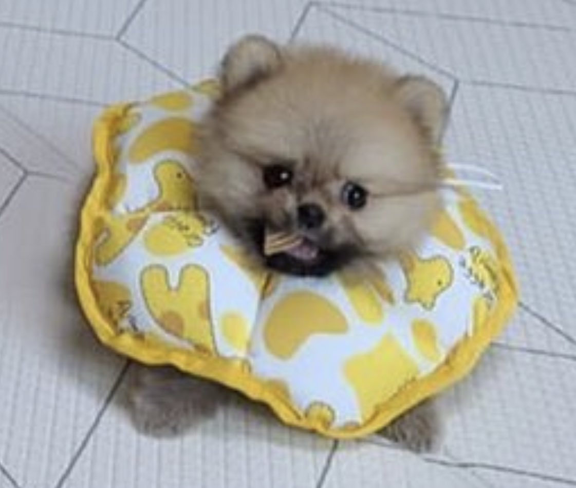 ポメラニアンの魅力 ですか そうですね まず1つ挙げるとすれば 大型犬と完全に同じスタンスでそこにいる強さ でしょうか Togetter ポメラニアンの魅力 ですか そうですね まず1つ挙げるとすれば 大型犬と完全に同じスタンスでそこにいる強さ でしょうか Togetter