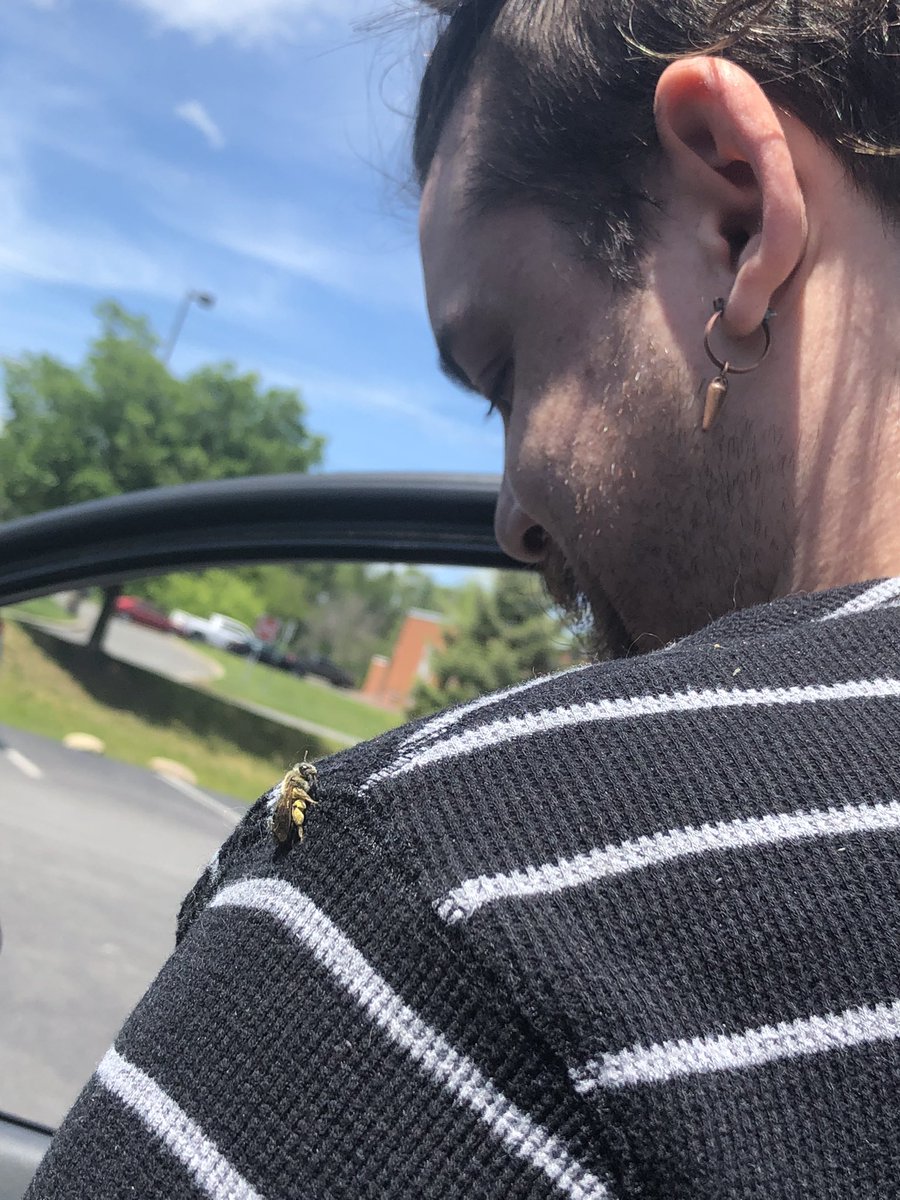 Little bee friend buzz🐝🐝🐝🐝🐝