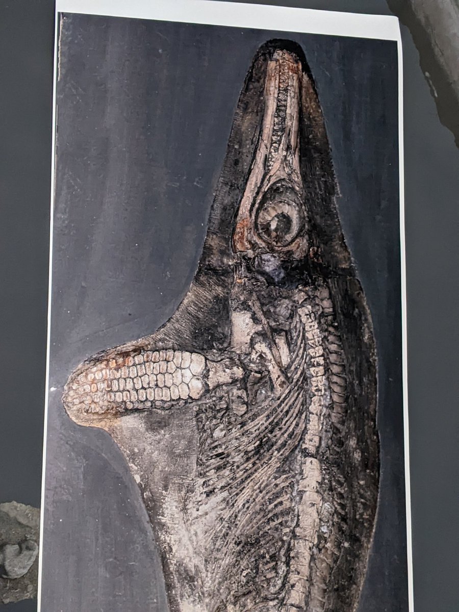 NCMGlearning's tweet image. The Rutland Ichthyosaur @WollatonHall  secret science show.