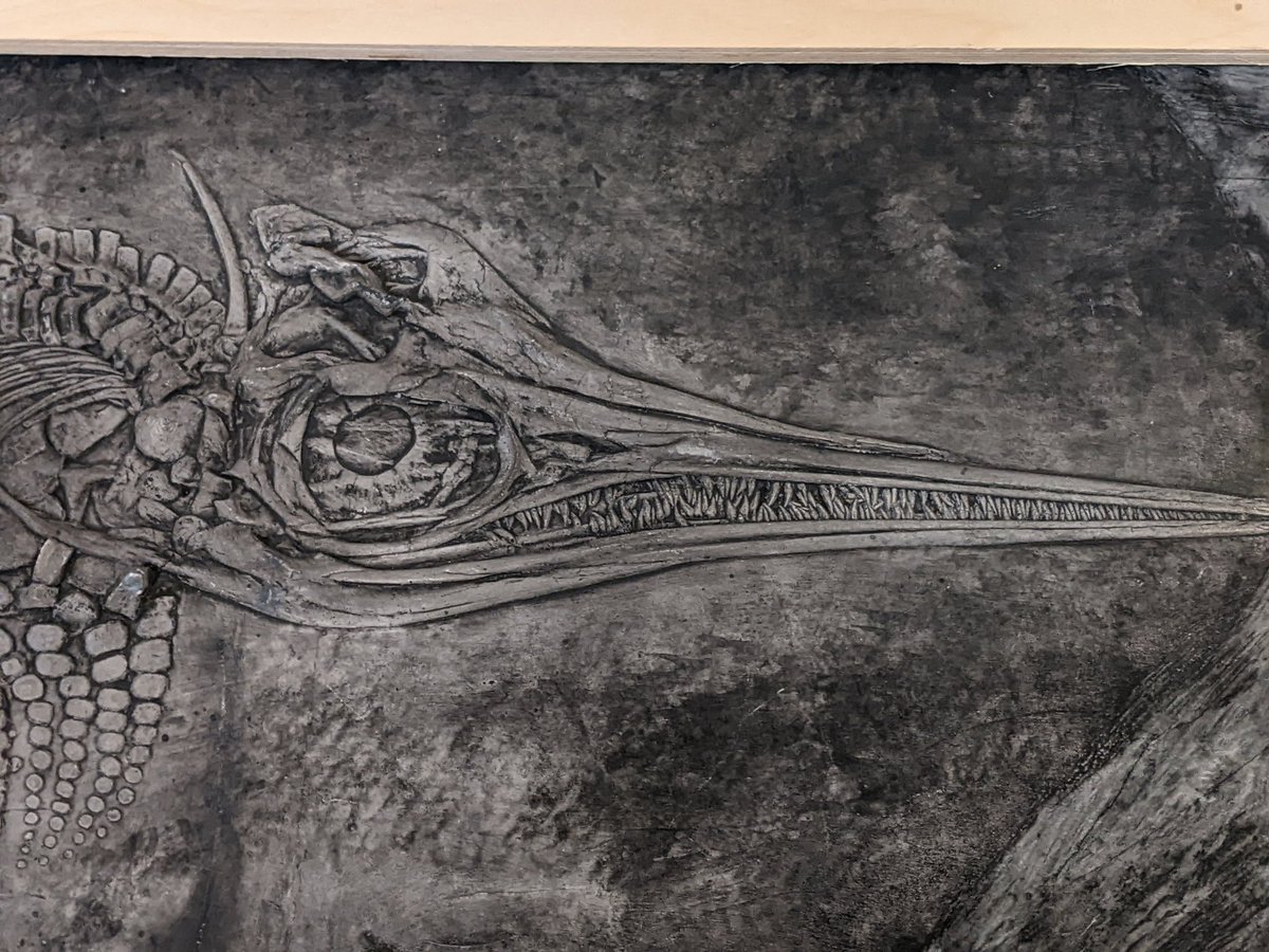 NCMGlearning's tweet image. The Rutland Ichthyosaur @WollatonHall  secret science show.