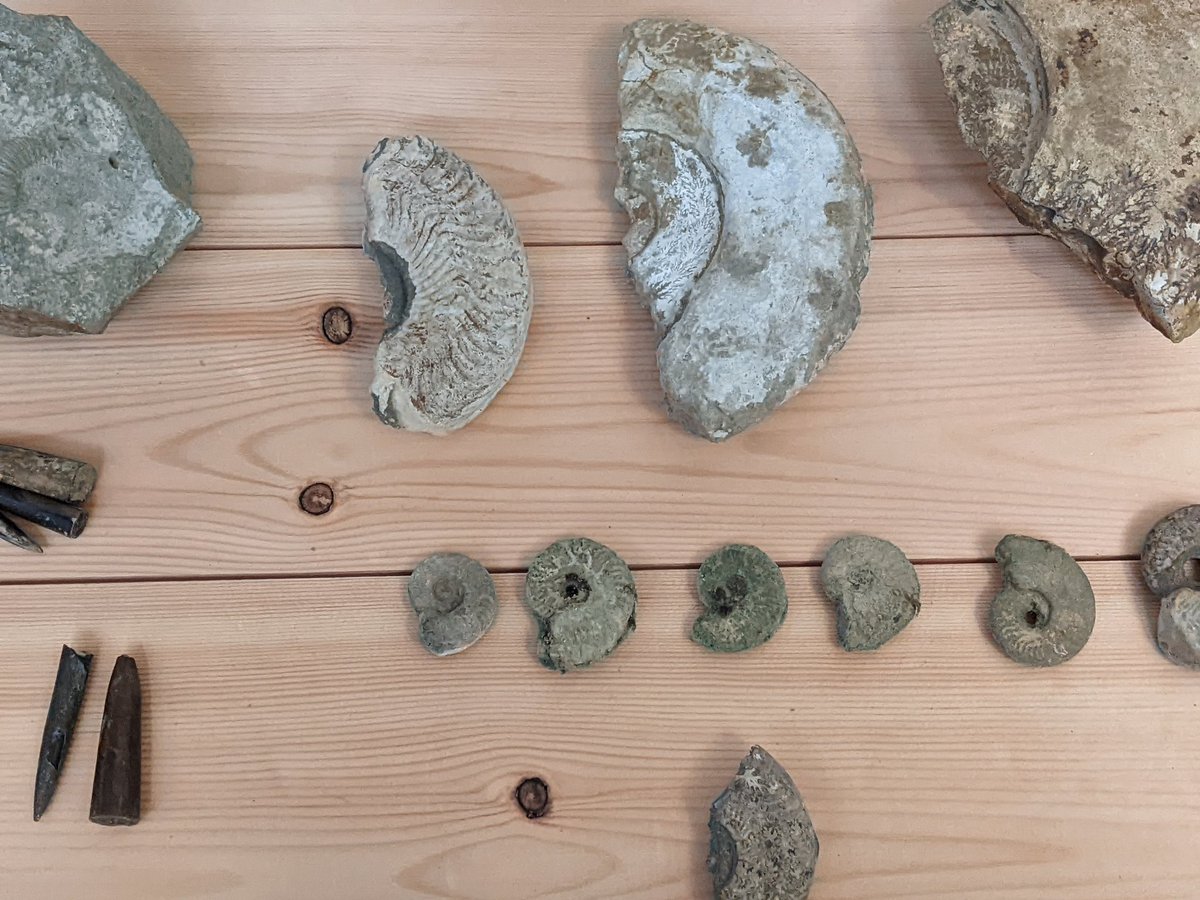 NCMGlearning's tweet image. The Rutland Ichthyosaur @WollatonHall  secret science show.