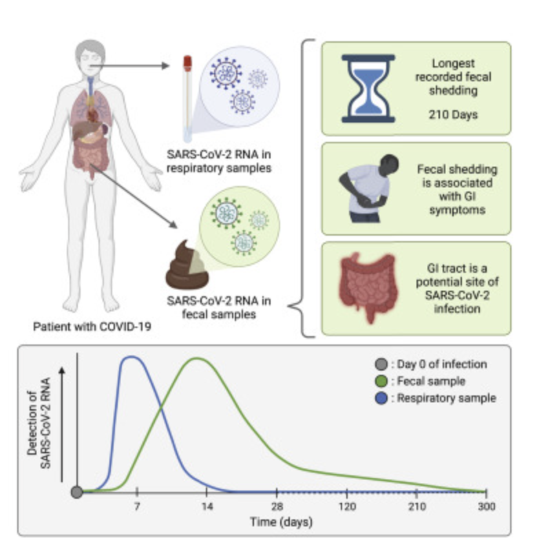 GMFHx's tweet photo. SARS-CoV-2 is still a nightmare. New findings suggest SARS-CoV-2 sticks around longer in stools of some infected individuals than respiratory sample testing would suggest https://t.co/hmVcQI8q78 https://t.co/ROU8CIJOPd