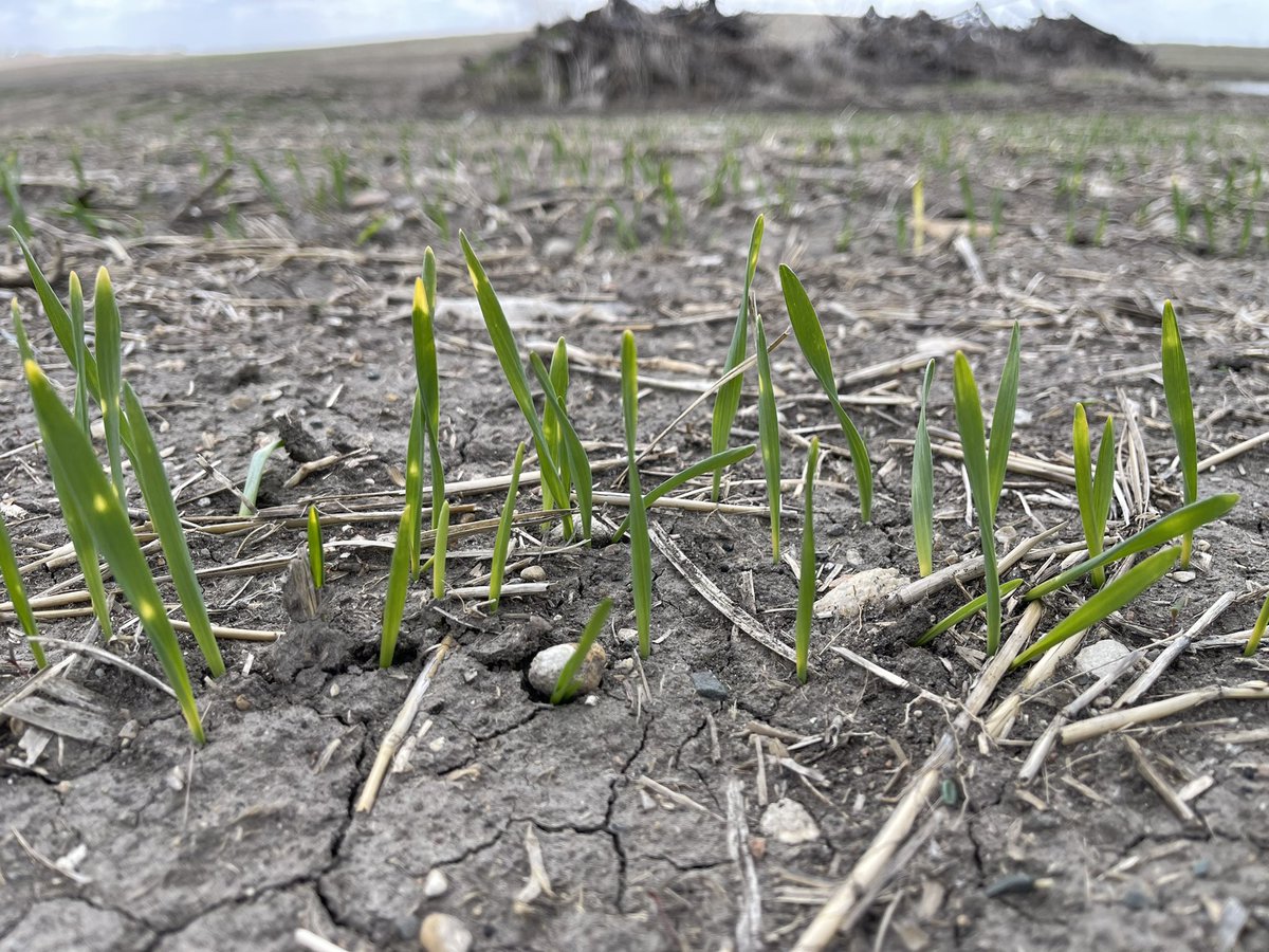 30_johns's tweet photo. If you see this on your cereals, it is environmental not something lacking in your field. Plants can’t do hot and cold without a little injury. Yes they’ll outgrow it without dumping something on it! https://t.co/CboG2YrdLJ