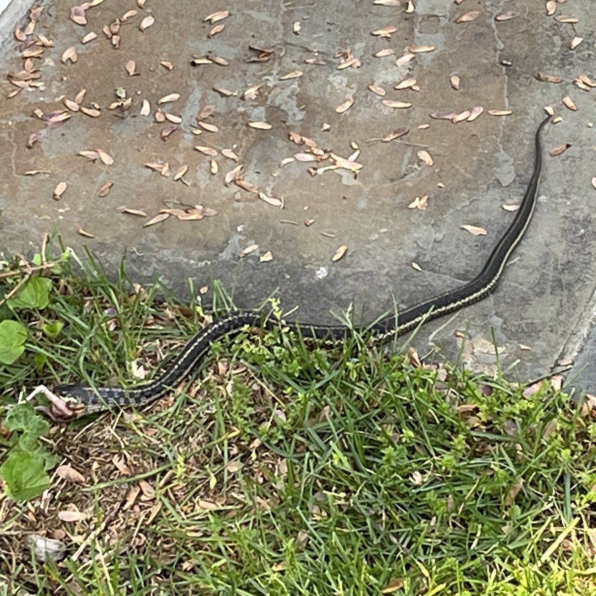 PhavrePhan_'s tweet photo. Yards are fun, but it is important to remember that it’s not just your yard! These are my neighbors and it’s their yard too! Remember to respect #nature!
#CharlesTheChipmunk #ReggieRabbit #SlipperySteve
@ScottsLawn @HomeDepot @DEWALTtough https://t.co/RCnbC5YHq6