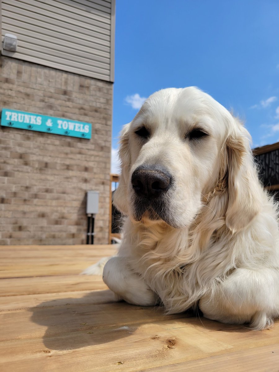 Helping dad with the pool deck project....
#GoldenRetrievers