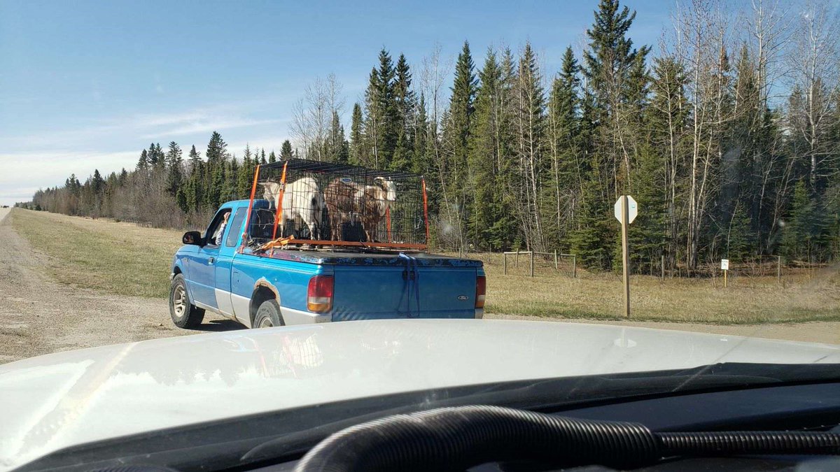 RCMPAlberta's tweet photo. This motorist was caught speeding with some precious car-goat! Whether or not you’re travelling with kids on board (humans and animals alike), it is never safe to exceed the posted limit. Don’t be a silly-Billy — slow down!
…is this the G.O.A.T pun post?
#RCMPTraffic https://t.co/pVWS8YyZN9