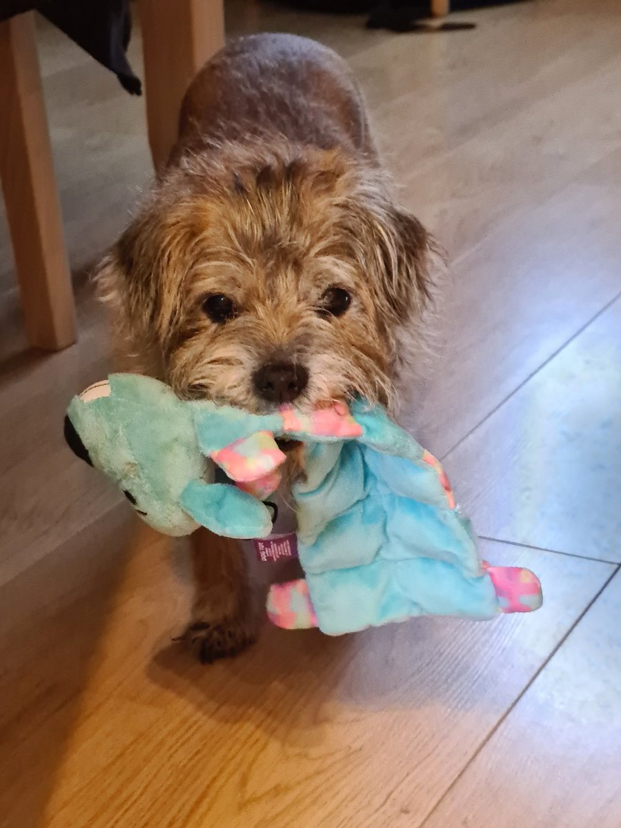 twiglet_tweets's tweet photo. #NewToyAlert *pawpunch* https://t.co/7pnzxhjZGh