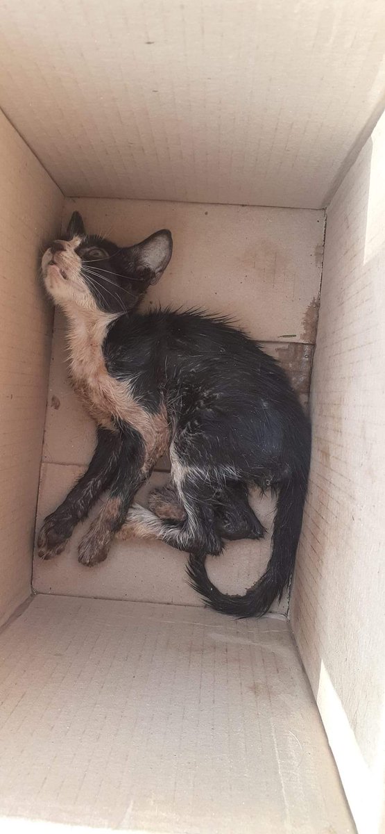 fundacion_gaba's tweet photo. ‼️‼️Necesitamos ayuda ‼️‼️

Un nuevo caso de abandono 😥😥 se encontraron a este Michi en u  con alto grado de deshidratación, lleno de garrapatas y sin poderse parar 💔💔

Necesitamos por ahora 💰45.000 pesos para un fronil y comprar un suero 🙇🏻🙇🏻

Recuerda que puedes hacer https://t.co/UuvZ1lgtqq