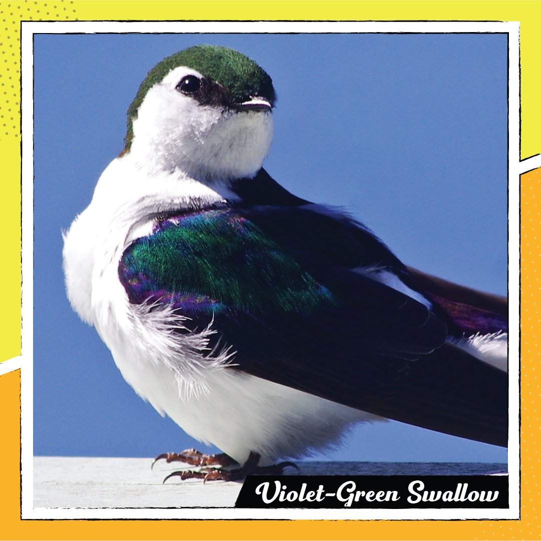 The Violet-green Swallow flies so fast, you'll wonder if they ever use that superpower to turn back time! Learn about this species and more, and find events near you, at the Vancouver Bird Celebration! vancouverbirdcelebration.ca #VanBirdParty @StanleyParkEco