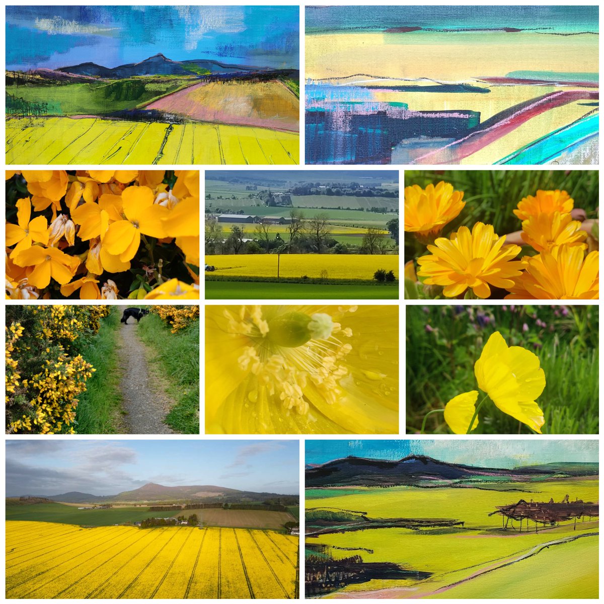 Ak3Rae's tweet photo. For those of you not familiar with Aberdeenshire here is why it is such an inspiration....
#yellow #rapefields #yellowpoppies #aberdeenshire #aberdeenshiresartist #moraylandscapes #visitaberdeenshire #landscapeartist #contemporaryartist #scottishartist #ArtistOnTwitter https://t.co/GvuA5tx96A