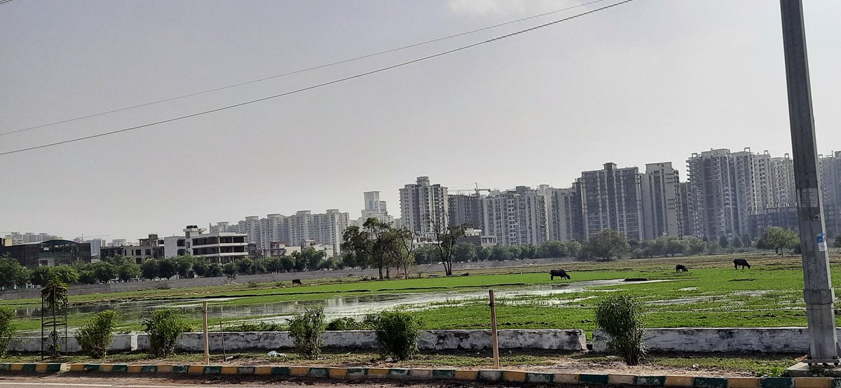 dearviveksingh's tweet image. @OfficialGNIDA @iassurendra @dmgbnagar Centre Noida inviting Mosquitos in their open muddy pool. A big dirty water pond infornt of sec 77 and in Sec 117 &amp;amp; 116 and noida authority is claiming for cleanest city. Please help ! वहां जमा हुआ गंदा पानी हजारों मच्छरों का घर बना हुआ है।