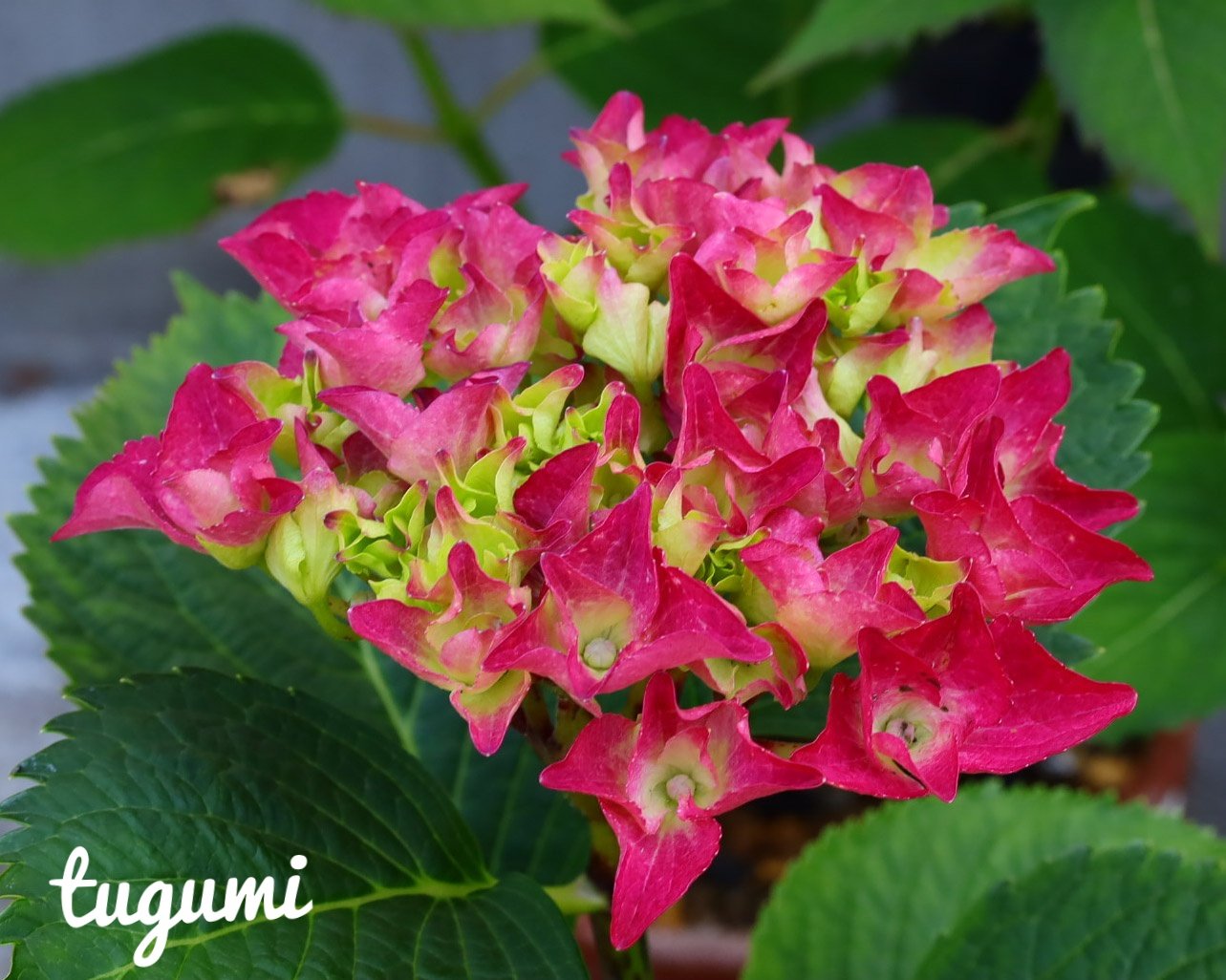 Twitter এ Kamondake 70 真っ赤なアジサイが咲き始めました 22 5 24 アジサイ 紫陽花 真っ赤なアジサイ 鉢植えのアジサイ T Co Yx1sq80eyi ট ইট র