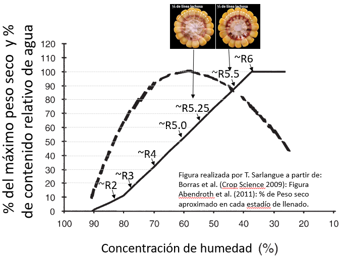 Armé esta figura en base al trabajo de <a href="/PituBorras/">Lucas Borras</a> y el trabajo de fenología clásico de Iowa State. Creo que sirve para analizar casos de #heladas en llenado de #maíz y estimar posibles mermas. A esto le falta contemplar el aporte de reservas de tallo.