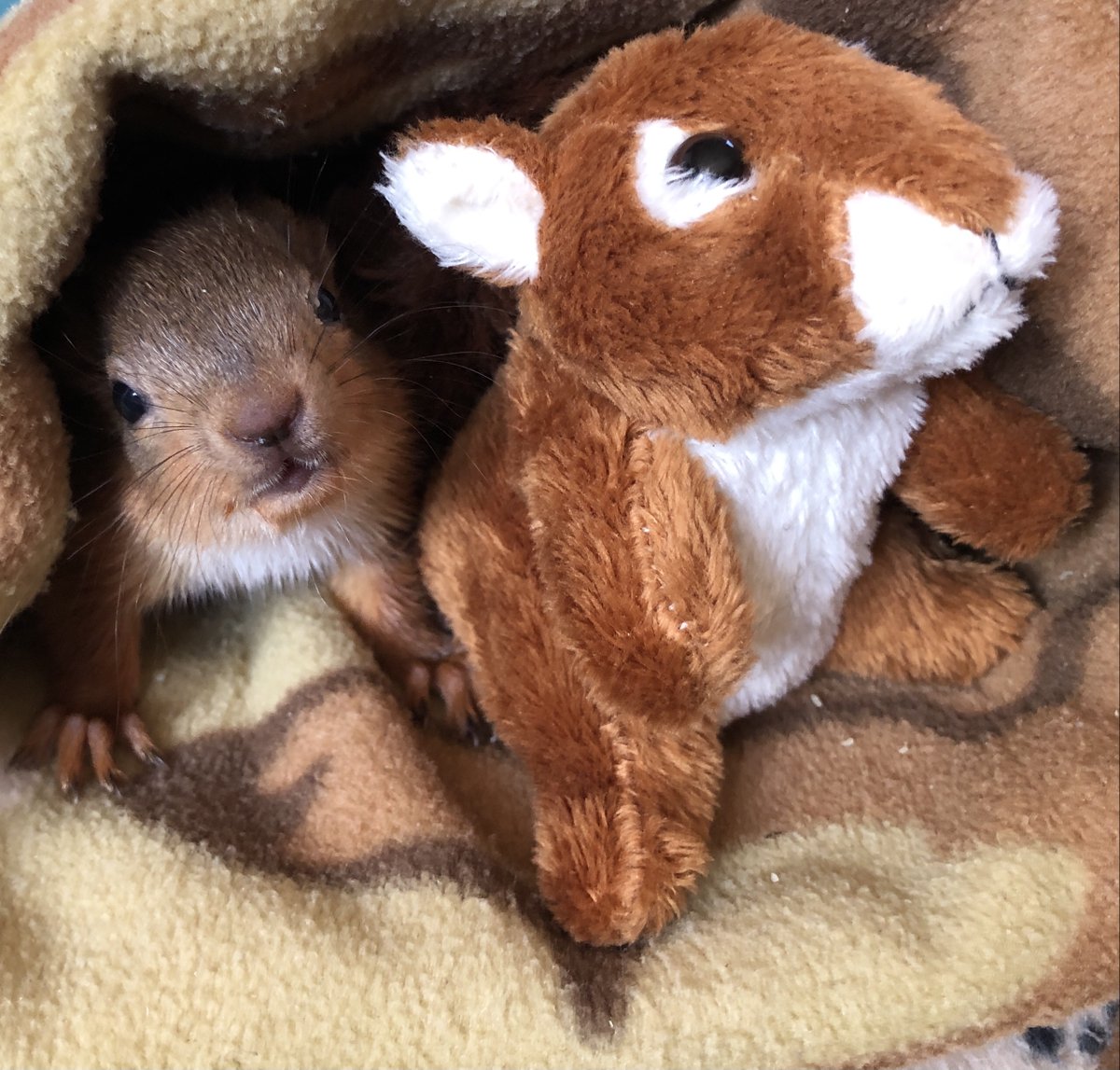 Get comfy, a new member of our family wants to share her story with you.
👇

👋Hi! I'm Princess Oscar - a red squirrel kitten being raised and looked after by Jerry Moss, Red Squirrel Ranger at Whinfell Forest and his partner Sarah. https://t.co/XuqyeJRdAt