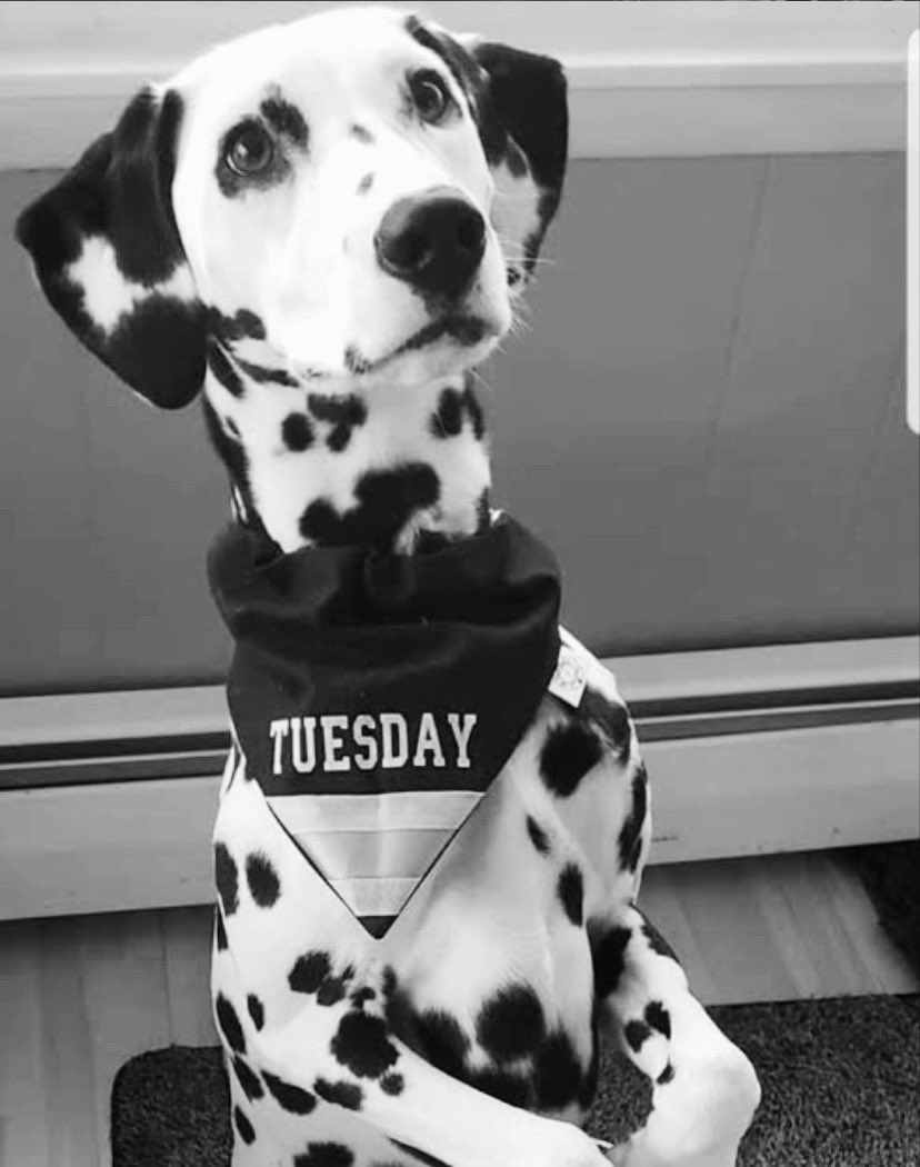 With a lot of sadness but also a lot of love in our heart, we leave here our tribute for Tuesday, and all our affection to her cast and caretaker 🖤 #chicagofire <a href="/NBCOneChicago/">One Chicago</a> <a href="/WolfEnt/">Wolf Entertainment</a>