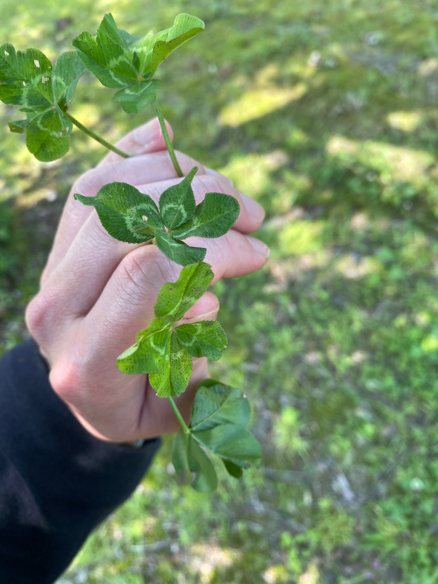 かも 世界周ってた 仕事中に大量の四葉をゲットした なお 一本5つ葉がまぎれており皆から なんか不幸なこと起きるかもよw と冗談混じりに指摘され 本当に定時間際に決算書 予算書の数字不適合が発覚し泣く羽目になった T Co Etfyyeuejl かも 世界周ってた 仕事中に大量の四葉をゲットした なお 一本5つ葉がまぎれており皆から なんか不幸なこと起きるかもよw と冗談混じりに指摘され 本当に定時間際に決算書 予算書の数字不適合が発覚し泣く羽目になった T Co Etfyyeuejl