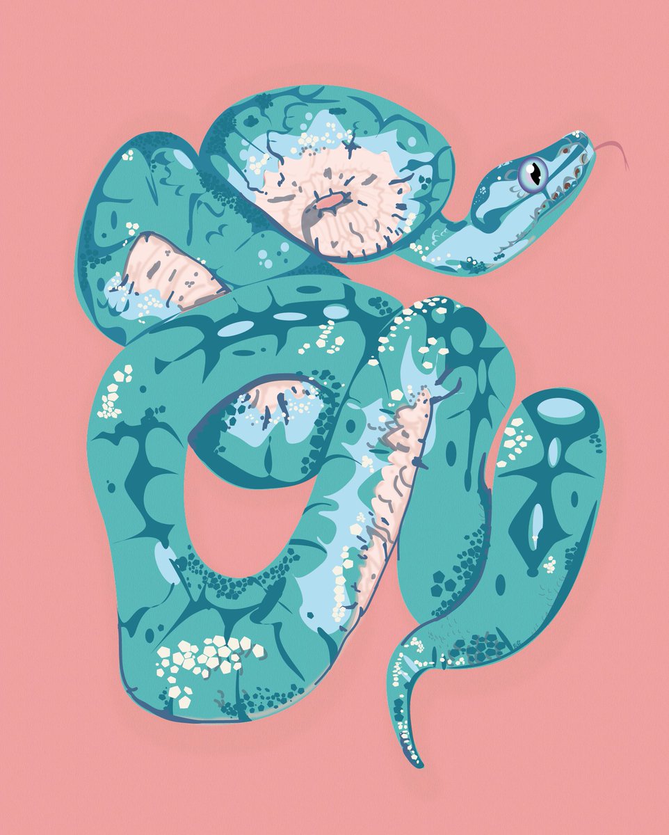 kaseylerayart's tweet photo. Created with Adobe Illustrator. Based on my baby Gary 🐍 https://t.co/NLtVJ2KrJn