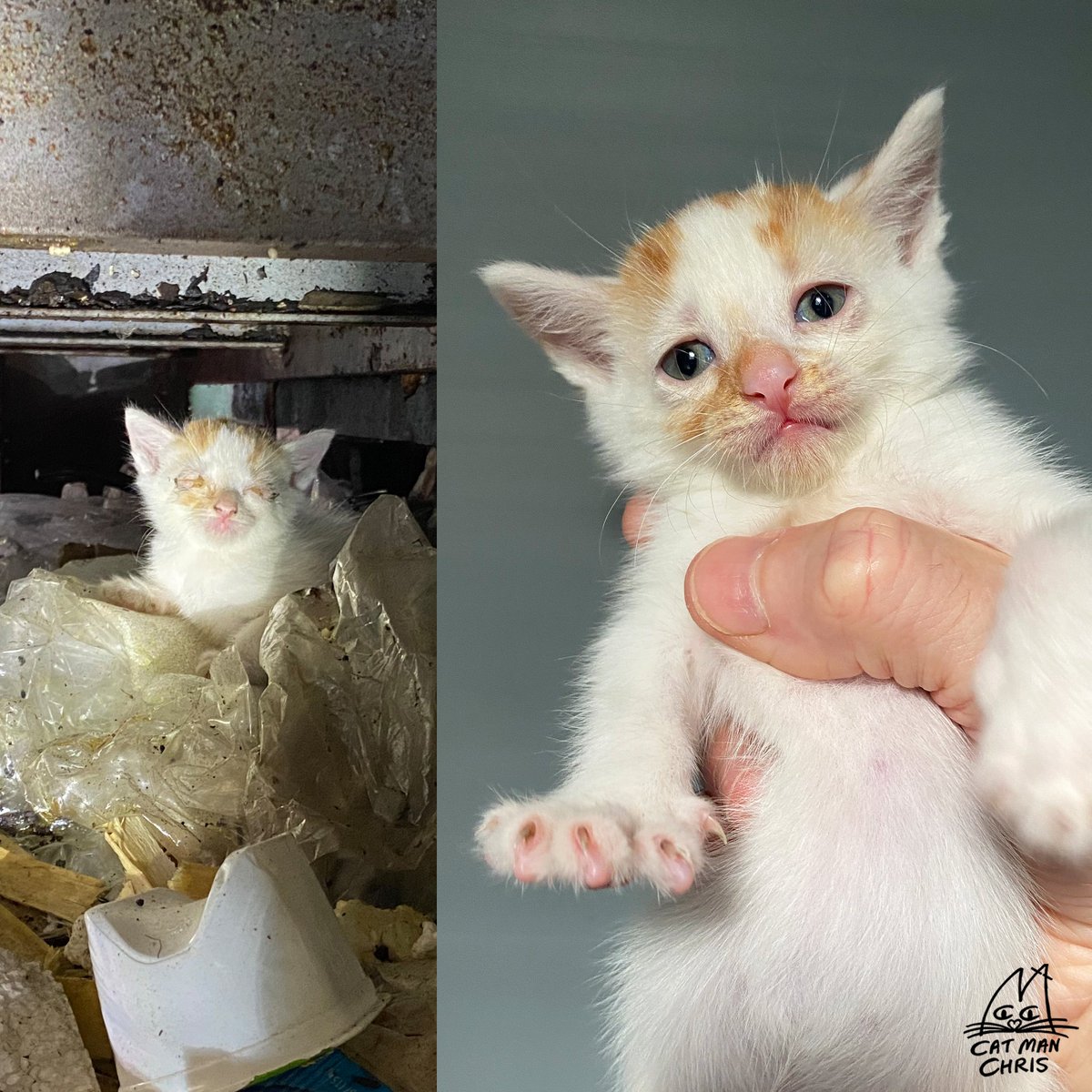 Cat Man Chris tweet media