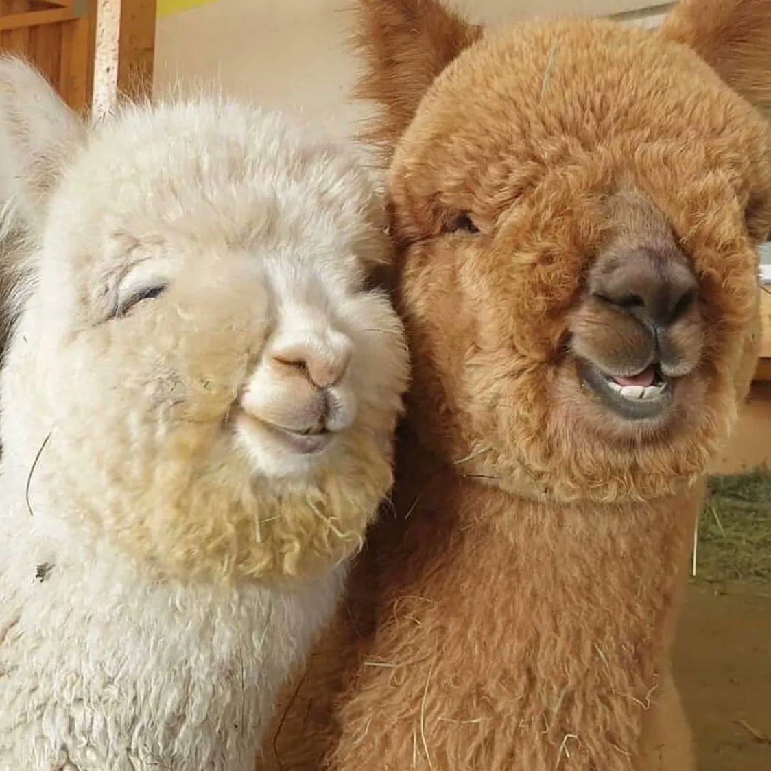 CybersmileHQ's tweet photo. Not sure who needs to see this but we felt a huge responsibility to share it 🦙 https://t.co/GCO1gOdr2l