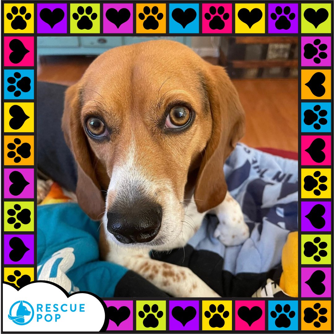 Get ready to meet this week's #RescuePopFuriend, Phyllis! 🎉

She is a #rescuebeagle who loves field hockey, eating, sleeping, and adventures!

#RescuePop #AdoptDontShop #UltimuttGuide #PetAdoptionGuide #ilovebeagles #rescuedogoftheday  #rescuebeagleoftheday #rescuebeaglelove