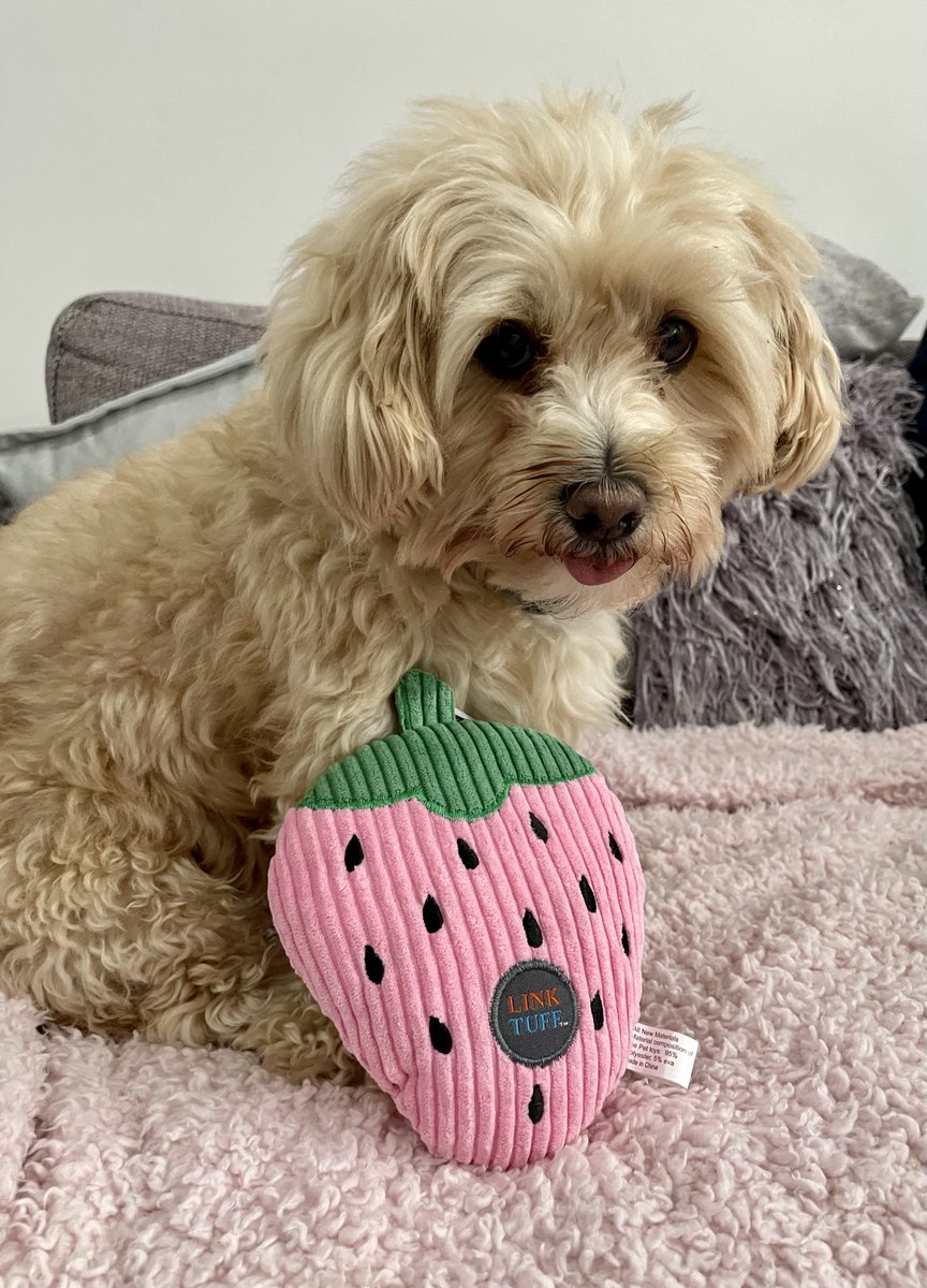 PawsTails1's tweet photo. 😛 TONGUE OUT TUESDAY😛

We thought everyone could do with seeing Hamish
posing with his strawberry to brighten up the week
🍓🍓🍓

#pets #toys #dogs #cockapoo #puppy #petshop
#pawfect #PawsandTails #doglover🐶 #dogsofinsta https://t.co/iX5jOtrKXe