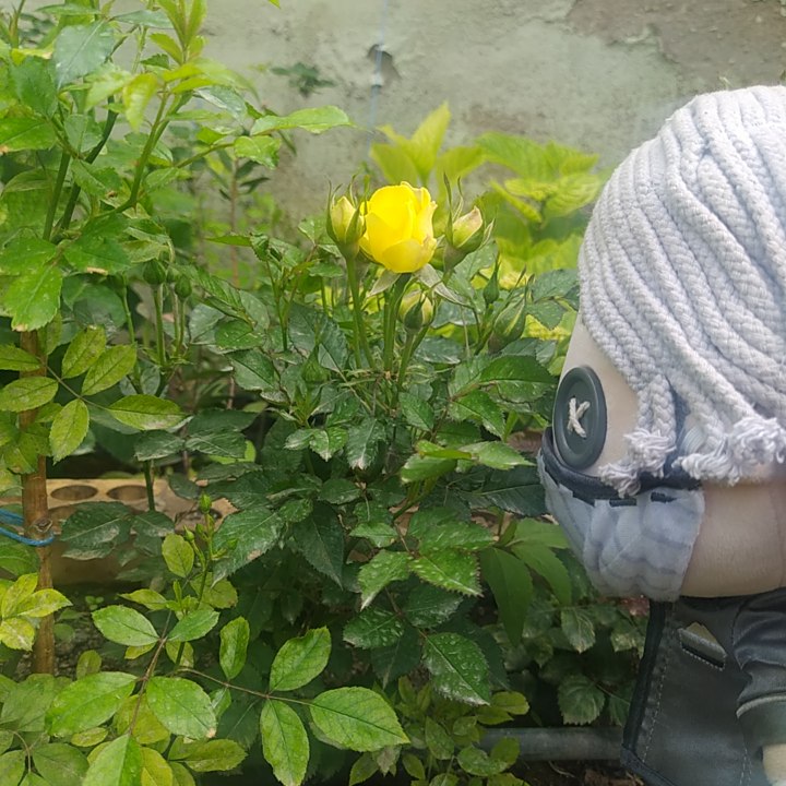 tinycoffinlover's tweet photo. в саду выросла красивая роза, она мне нравится. https://t.co/7egtfsUWhB
