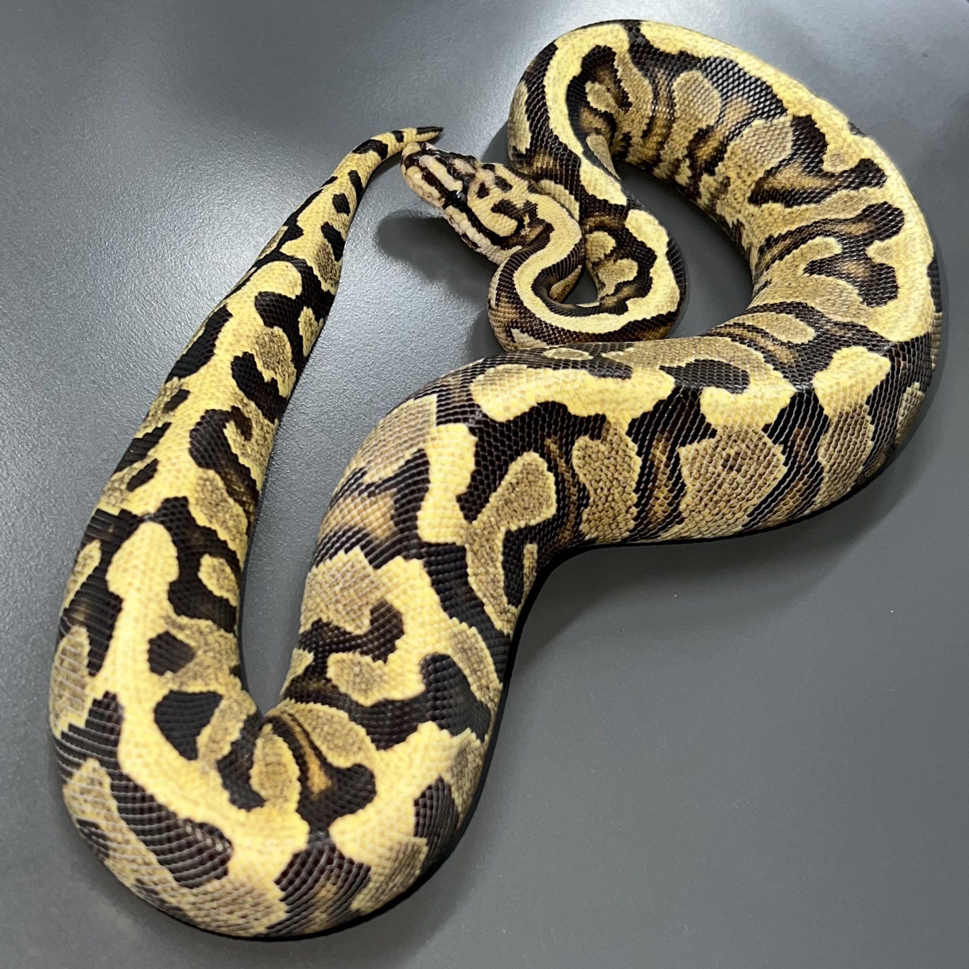 パーフェクトボールパイソン パーフェクトボールパイソン PERFECT BALL PYTHON 爬虫類 本