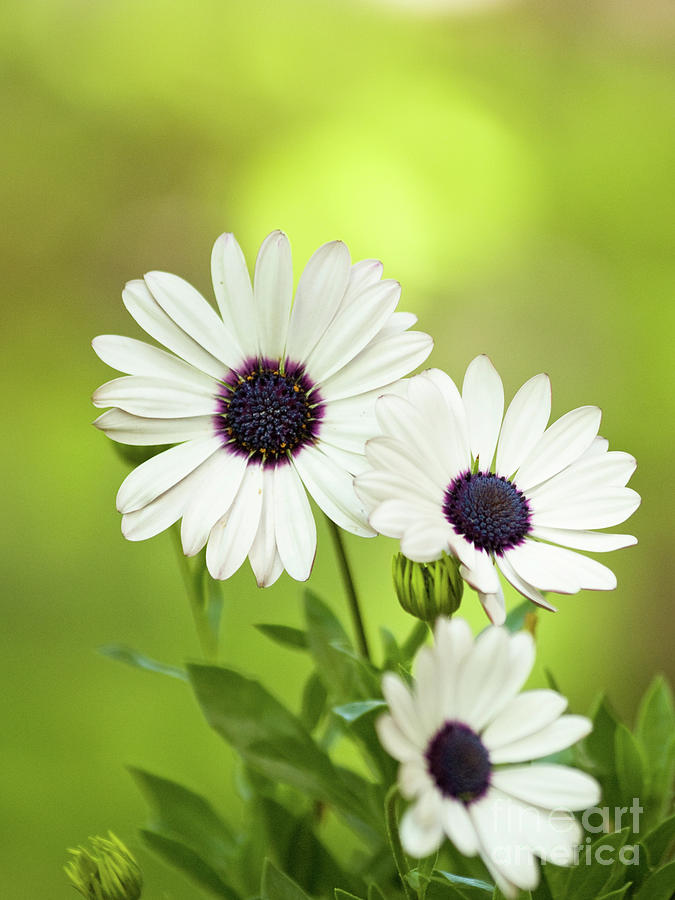 dorothylee007's tweet photo. African Daisies In Springtime 
https://t.co/TyE3wyet8V 
Thanks for viewing!
#dorothyleephotography #flowers #floral #flowerphotography #naturephtography #naturephotographer https://t.co/iFkyLmQz6J
