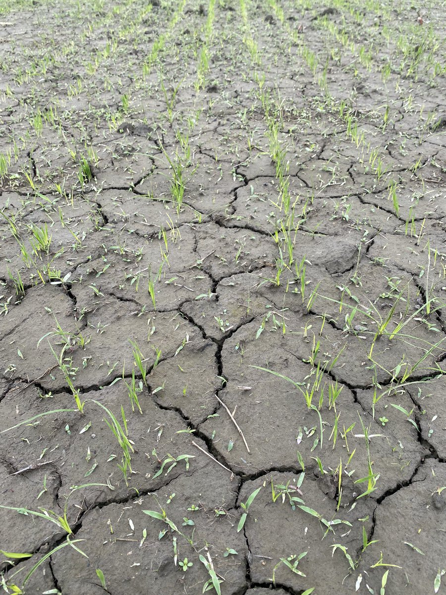 RMattGriffin's tweet photo. Rice weed control…hold the control https://t.co/VM4dd8KNLP