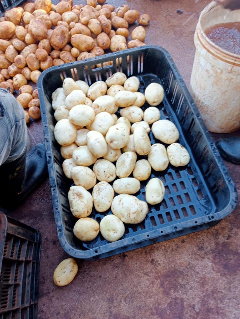 MatsaunyaneBame's tweet photo. Ditapole tsa balemi ba #BokgoneBophirima di di ntle stru. Ha o sa tlale wa dutla....!!!
#BritsChronicles #SmallholderFarmerDevelopment
@nwpg_dard @ARCSouthAfrica https://t.co/ykX4IfROJt