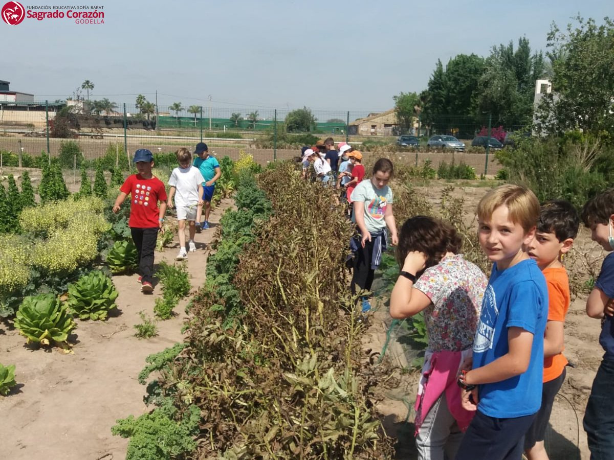 SagradoGodella's tweet image. El 12 de mayo, el alumnado de 3º Primaria visitaron una aquería de Alboraia. Allí pudieron aprender sobre los cultivos valencianos, en especial la chufa.