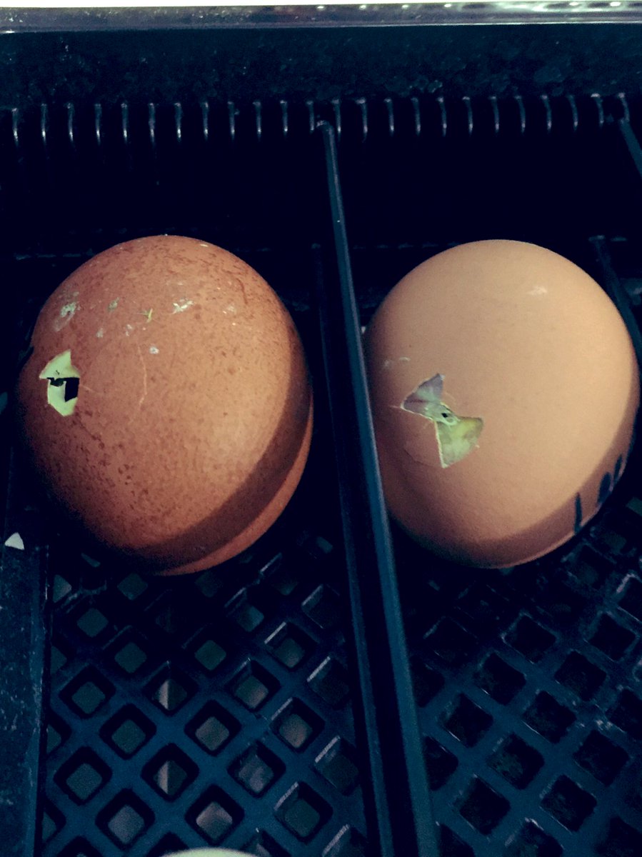 Livvi_Fay's tweet photo. Here we go !! The year 9s have been incubating some of our eggs in class. 🐣 #schoolfarm #classproject @LeverParkSchool @bolton_pru https://t.co/AlNhBQ1XFp